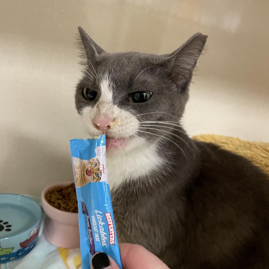 Olive, Adoptable, Young Female Domestic Short Hair.