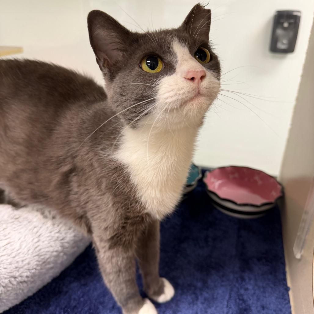 Enlarge Olive, a Adoptable Domestic Short Hair in Dickinson, TX image 2/6