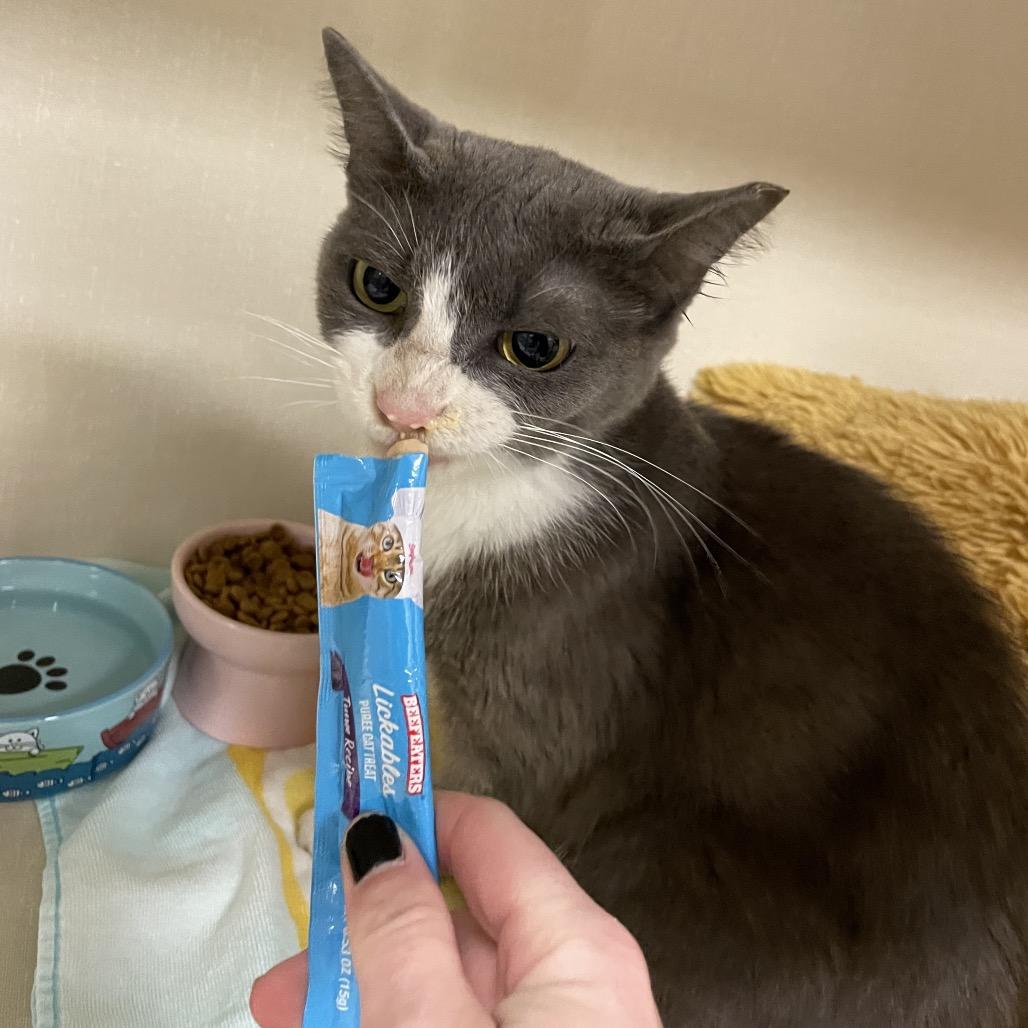 Enlarge Olive, a Adoptable Domestic Short Hair in Dickinson, TX image 3/6