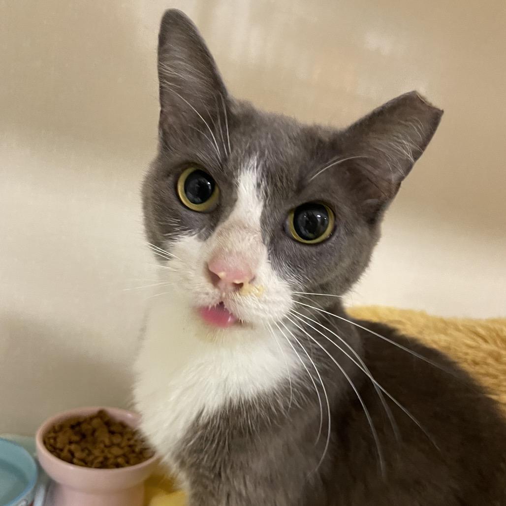 Enlarge Olive, a Adoptable Domestic Short Hair in Dickinson, TX image 4/6