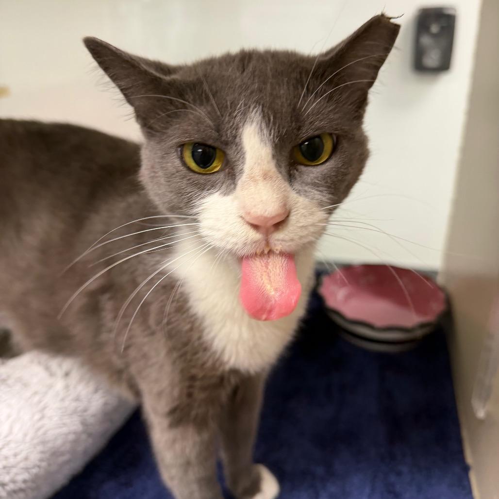 Enlarge Olive, a Adoptable Domestic Short Hair in Dickinson, TX image 5/6