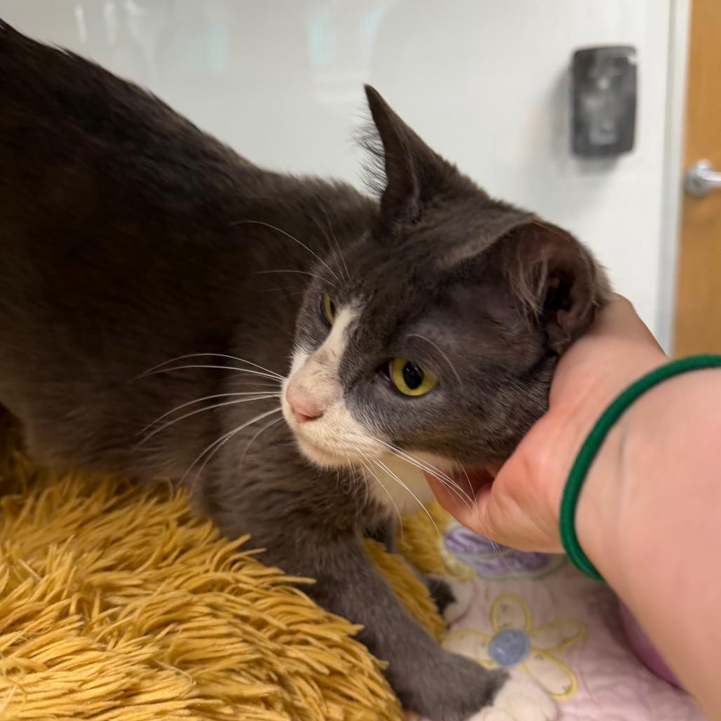 Enlarge Olive, a Adoptable Domestic Short Hair in Dickinson, TX image 6/6