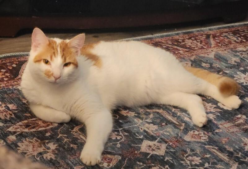 Enlarge Copy, a Adoptable Domestic Short Hair in MOUNT AIRY, NC image 1/1