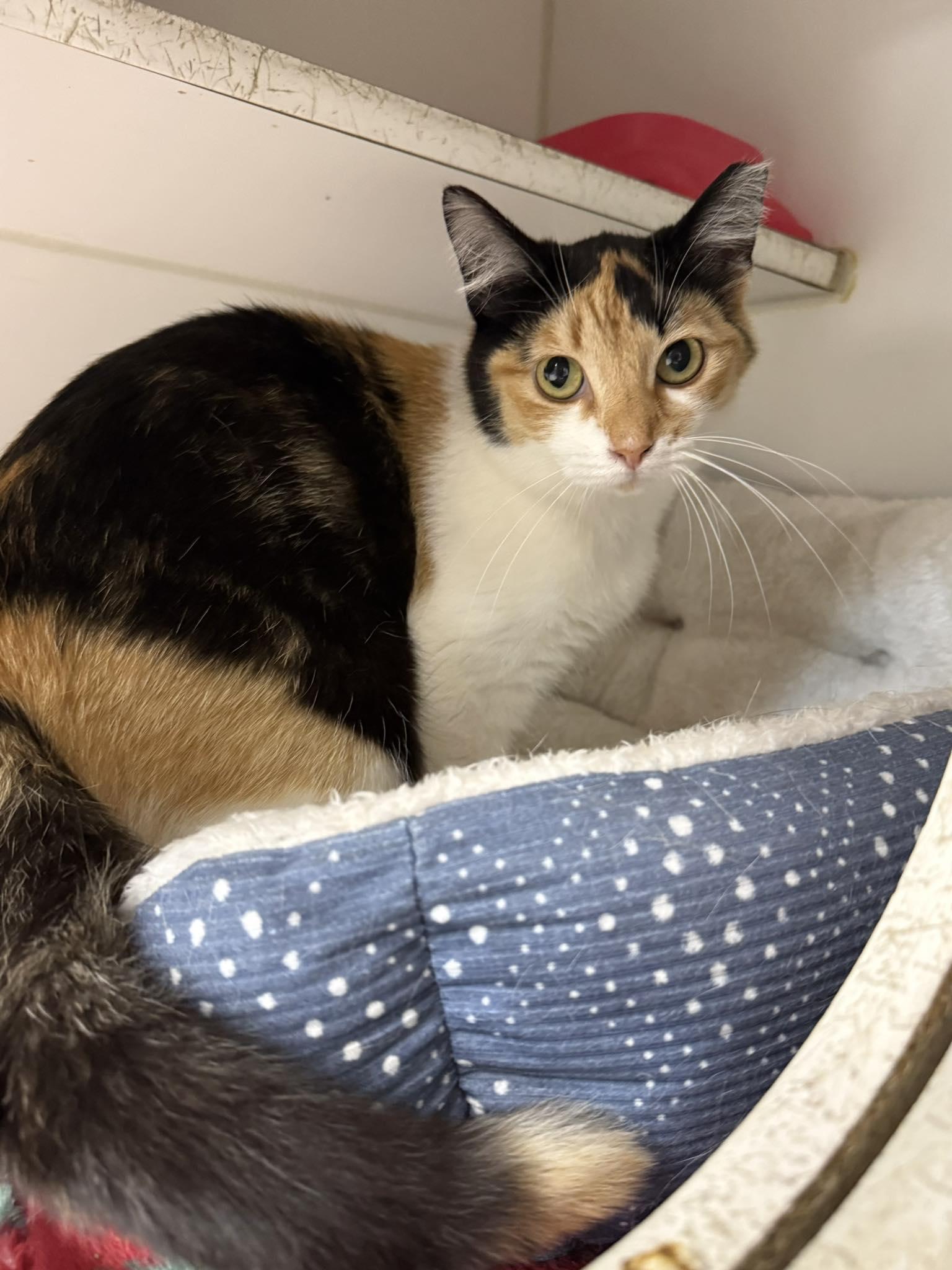 Enlarge Jewels, a ADOPTABLE Domestic Short Hair in Leitchfield, KY image 1/1