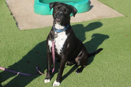 Leo, a Adoptable mixed breed in Kansas City, MO image 3/3