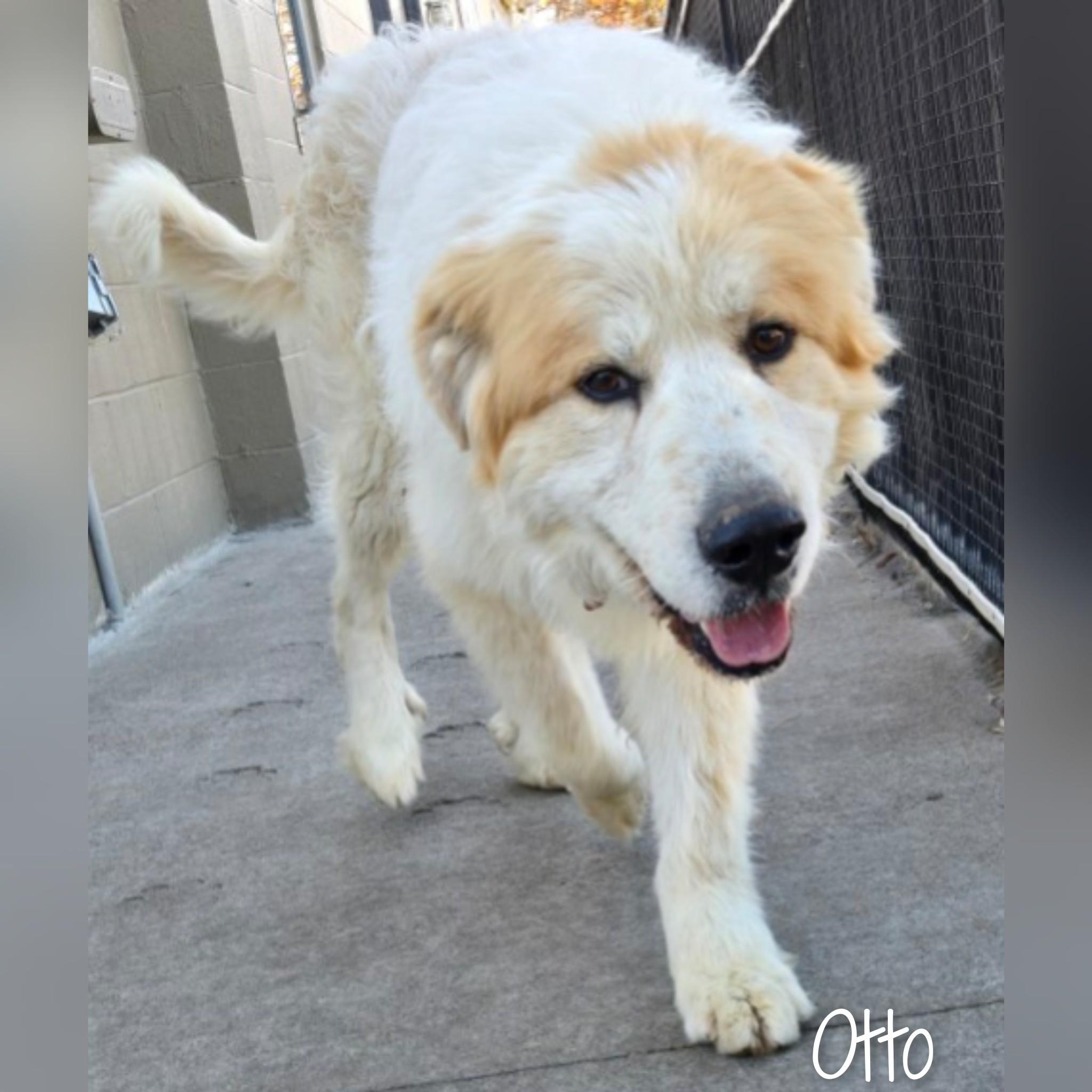 Otto, Adoptable, Adult Male Great Pyrenees.
