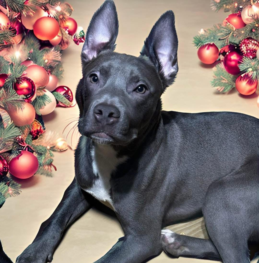 Duke, ADOPTABLE, Puppy Male American Staffordshire Terrier.