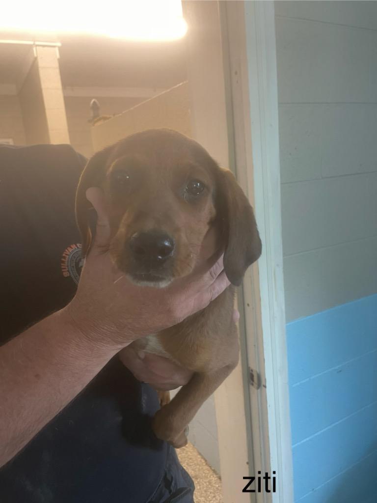 Ziti, Adoptable, Puppy Male Hound & Mixed Breed.