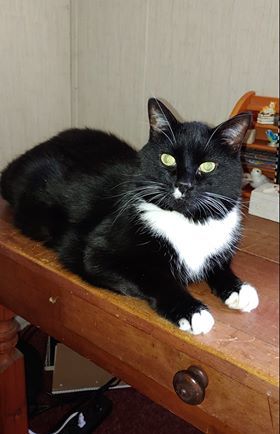 Butchie (senior) photo 3