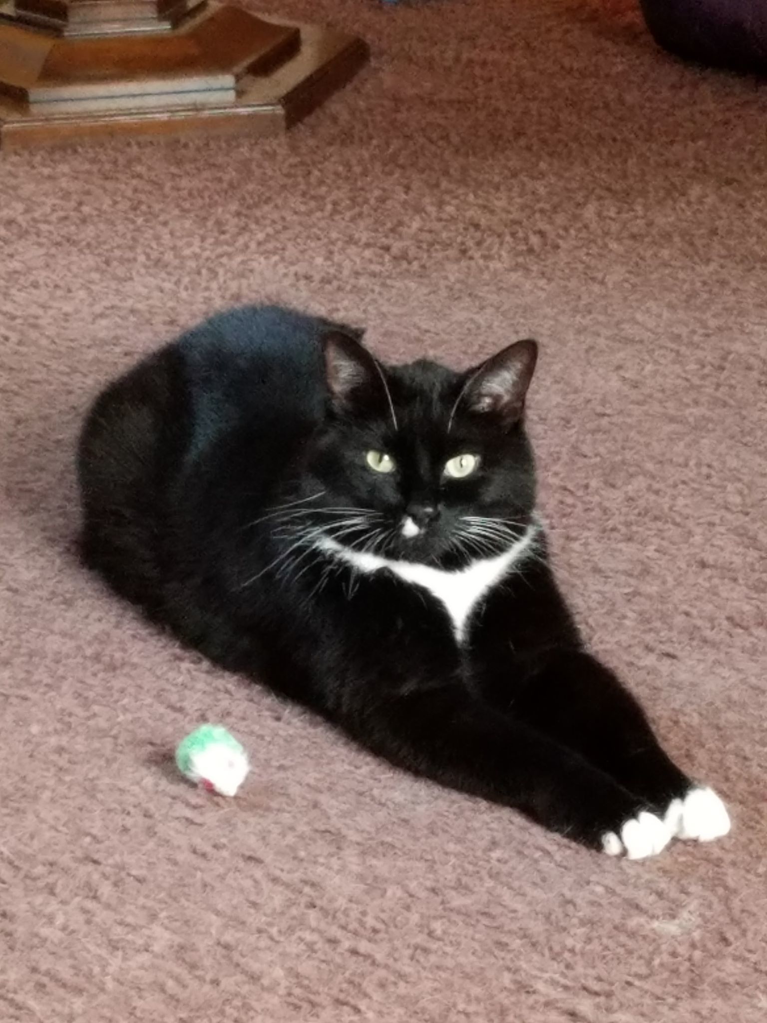 Butchie (senior) photo 1