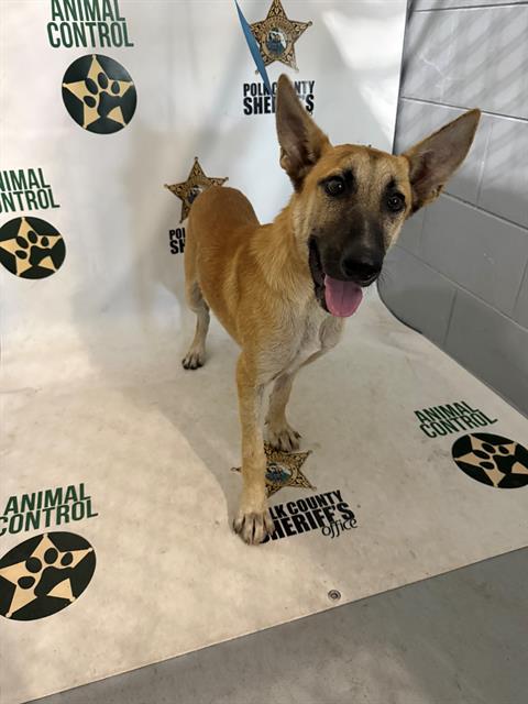 HAYDEN, Adoptable, Young Male Belgian Shepherd / Malinois & Mixed Breed.