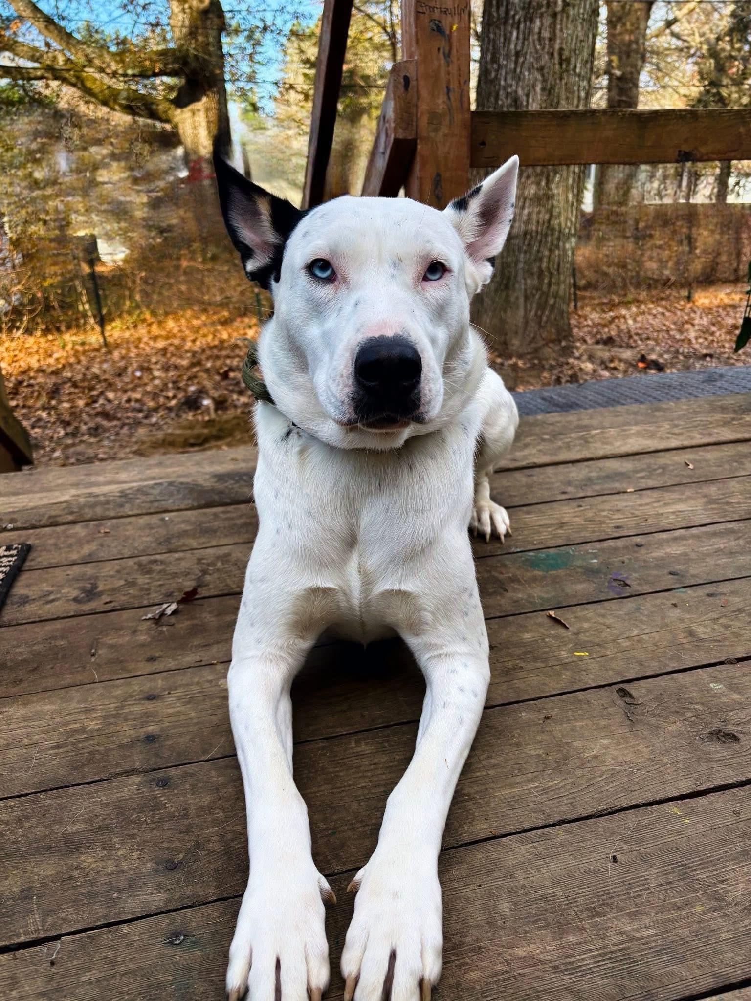 Rey (Nina-Fostered in New England), Adoptable, Adult Female White German Shepherd & Husky.