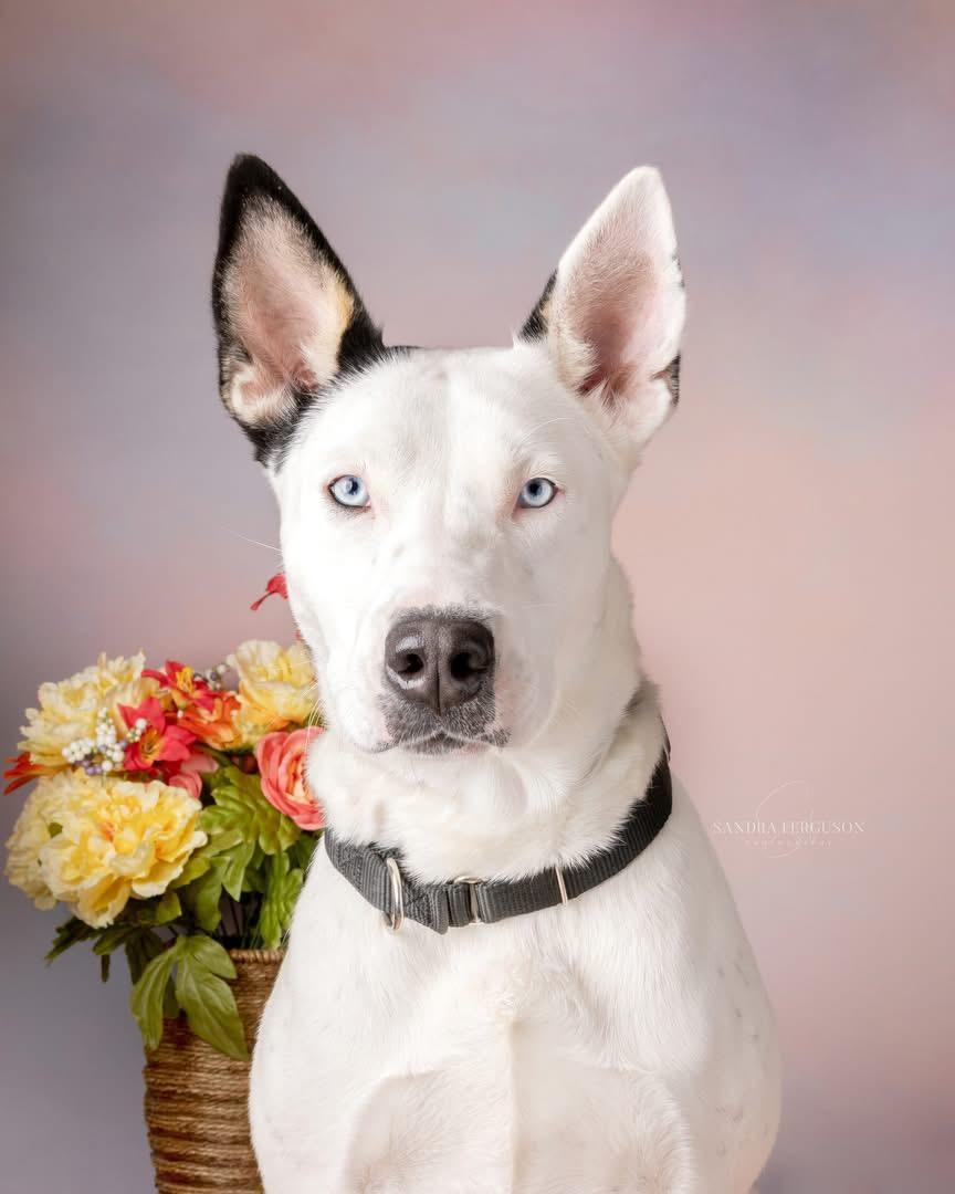 Rey (Nina-Fostered in New England)