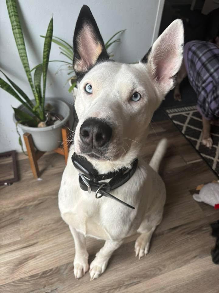 Enlarge Rey (Nina-Fostered in New England), an adoptable mixed breed in Warwick, RI image 1/6