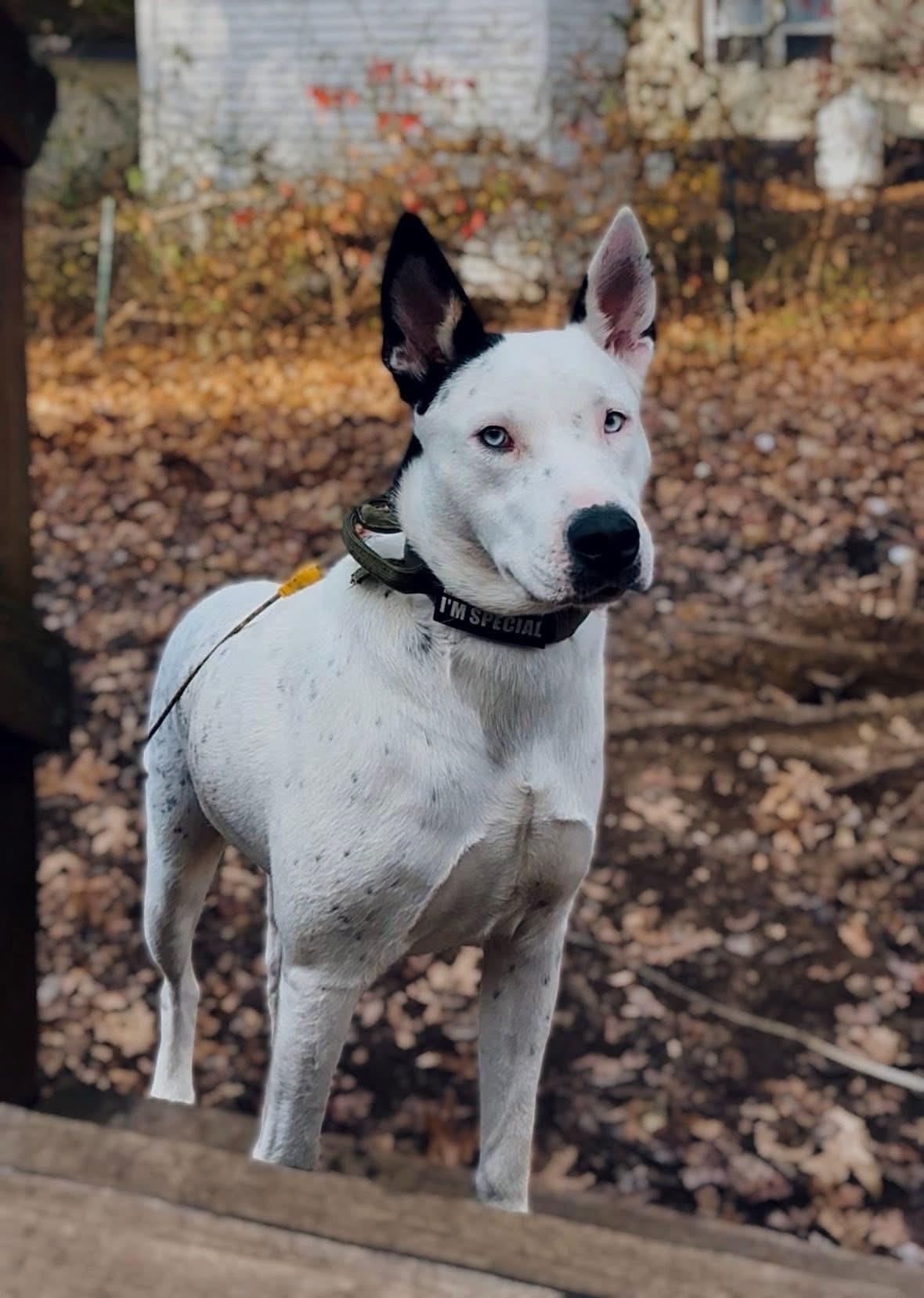 Enlarge Rey (Nina-Fostered in New England), a Adoptable mixed breed in Warwick, RI image 3/6
