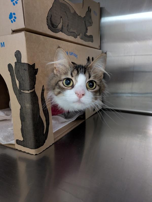 Lite Brite, Adoptable, Young Female Domestic Long Hair.