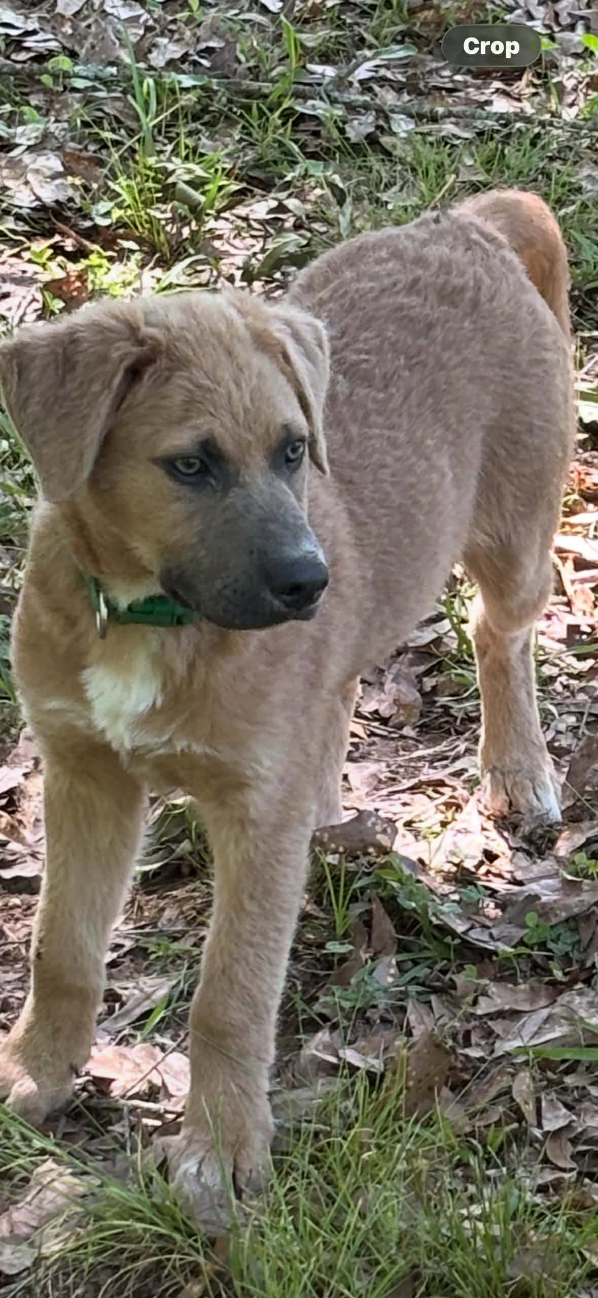 Dave, a Adoptable mixed breed in Croydon, NH image 2/3