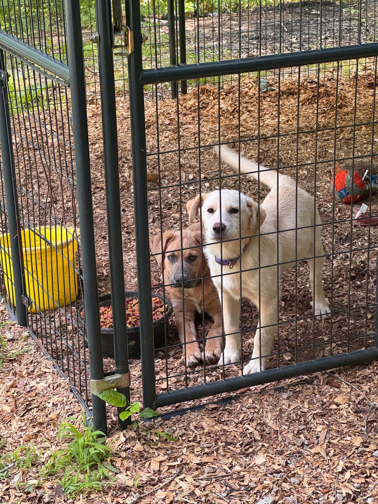 Dave, a Adoptable mixed breed in Croydon, NH image 3/3