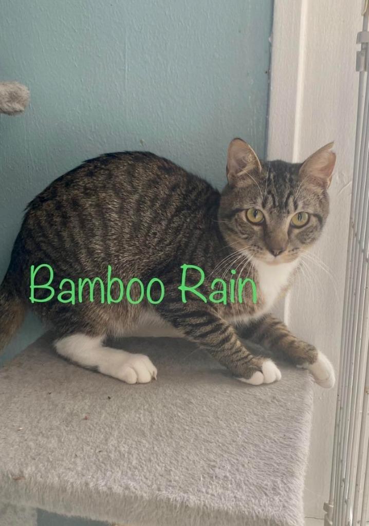 Bamboo Rain, Adoptable, Adult Male Domestic Short Hair.