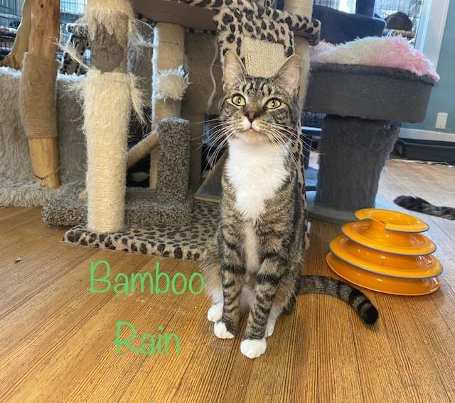 Enlarge Bamboo Rain, a Adoptable mixed breed in El Dorado, AR image 2/2
