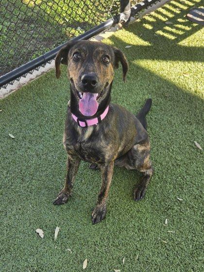 Marbles, Adoptable, Adult Female Plott Hound & Mixed Breed.