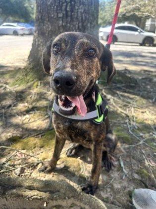 Enlarge Marbles, a Adoptable mixed breed in Daphne, AL image 2/3