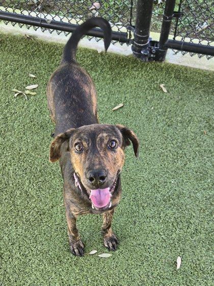 Enlarge Marbles, a Adoptable mixed breed in Daphne, AL image 3/3