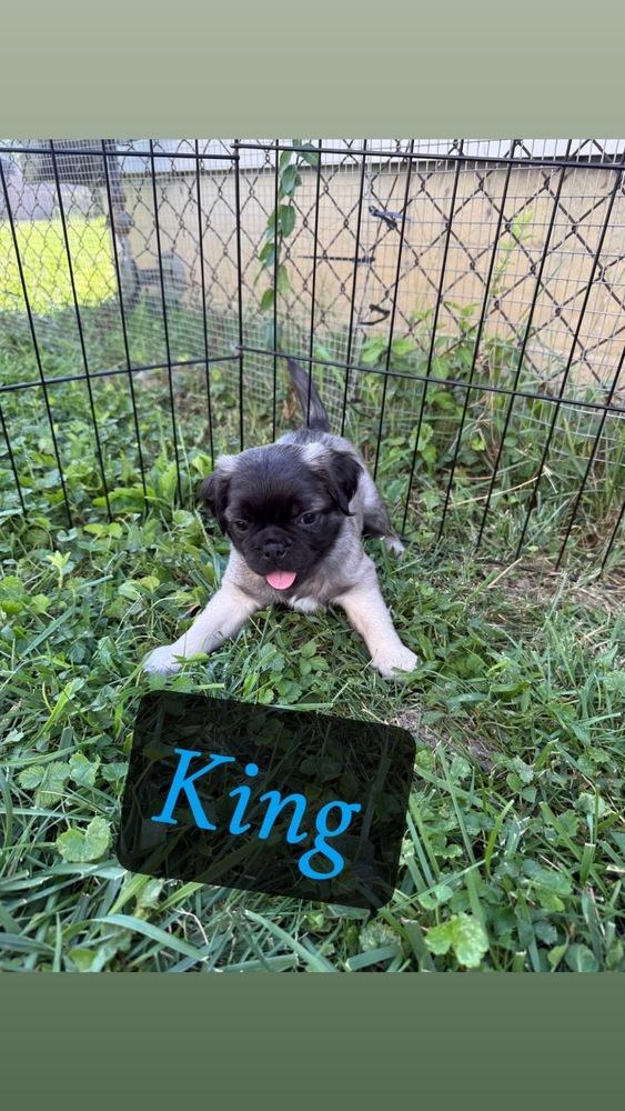Enlarge King, a Adoptable mixed breed in Columbus, OH image 1/1