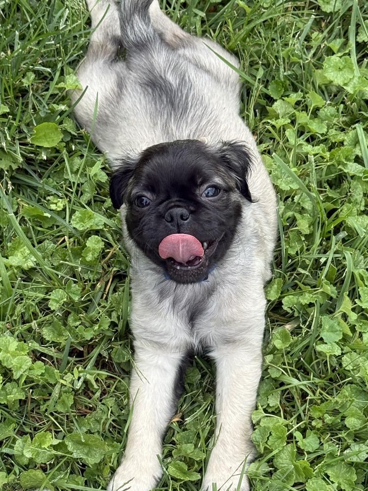 Enlarge King, a Adoptable mixed breed in Columbus, OH image 2/2