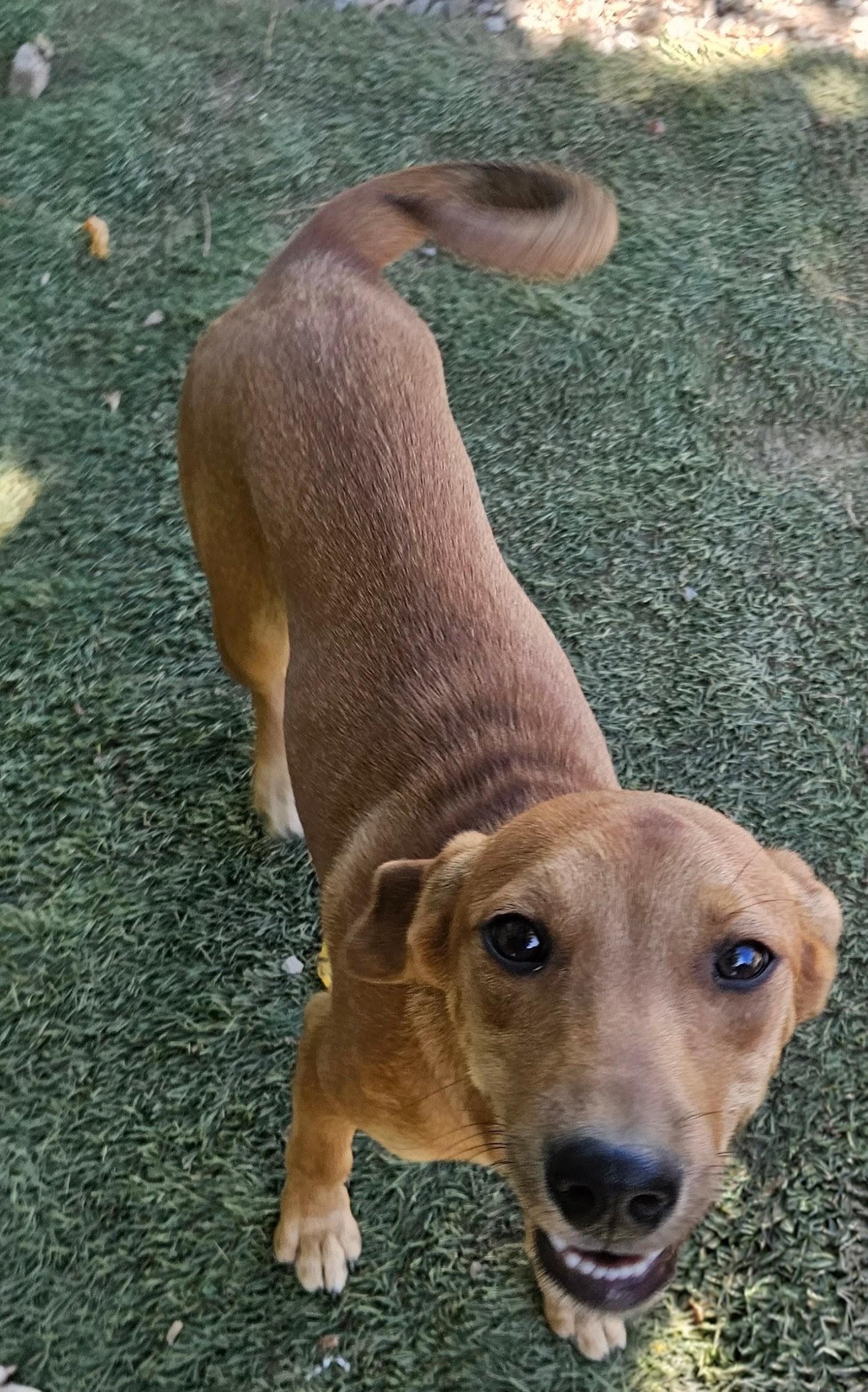 Enlarge Felix, a Adoptable mixed breed in Tracy City , TN image 1/3