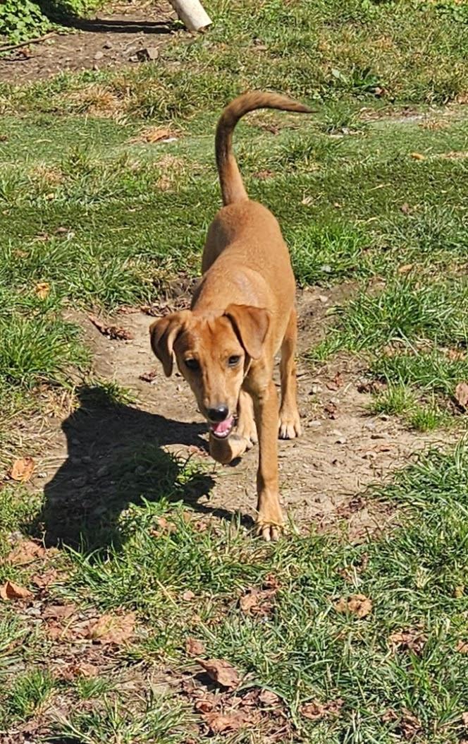 Enlarge Felix, a Adoptable mixed breed in Tracy City , TN image 3/3