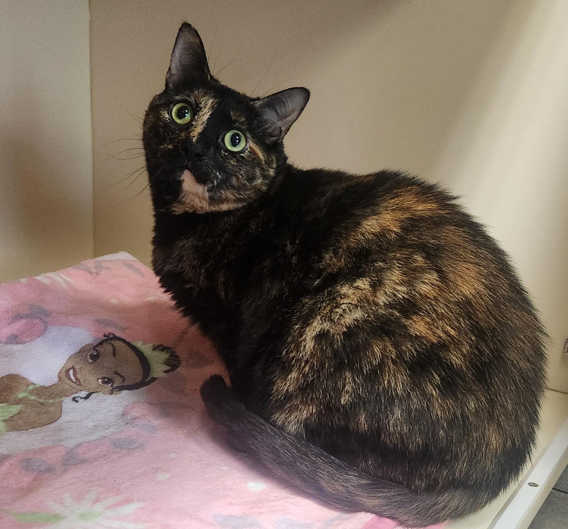 Enlarge Ginger, a ADOPTABLE Domestic Short Hair in Sewaren, NJ image 1/1