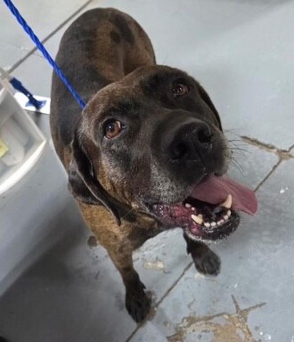 26-08-2289a Mitchell, Adoptable, Adult Male Labrador Retriever.