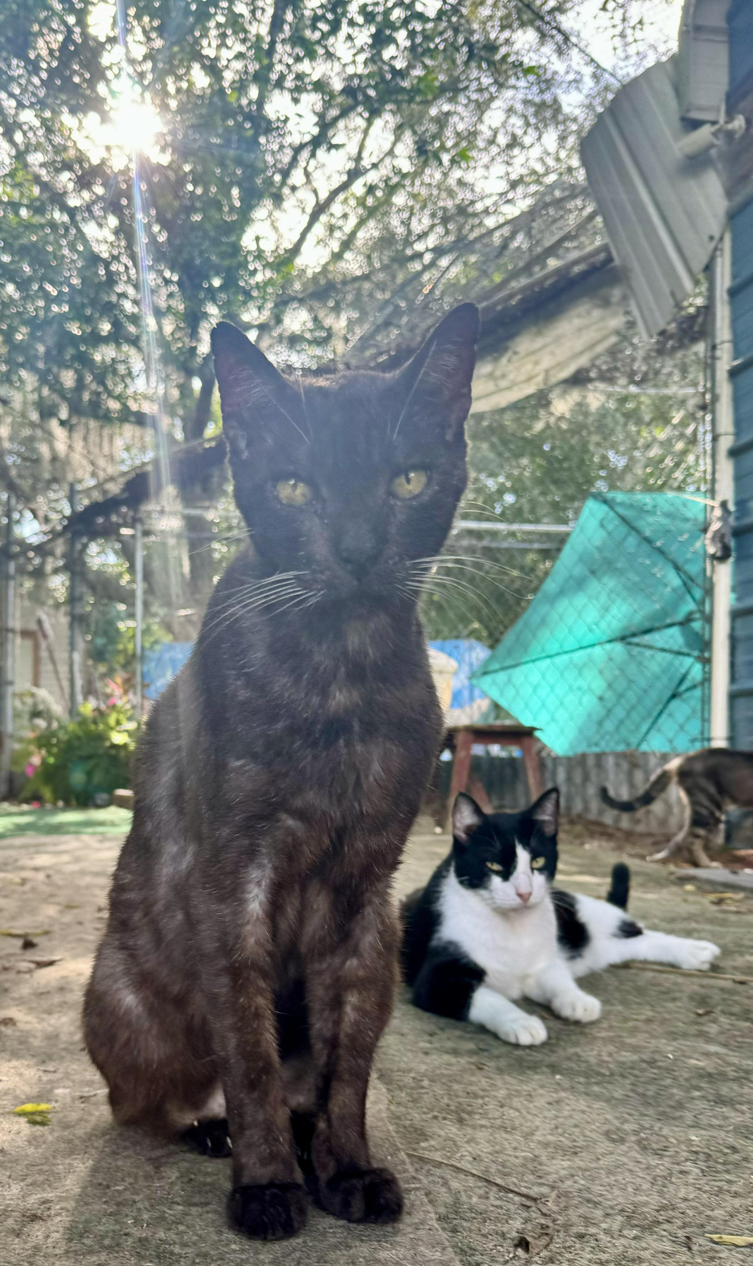 Dexter, Adoptable, Senior Male Domestic Short Hair.