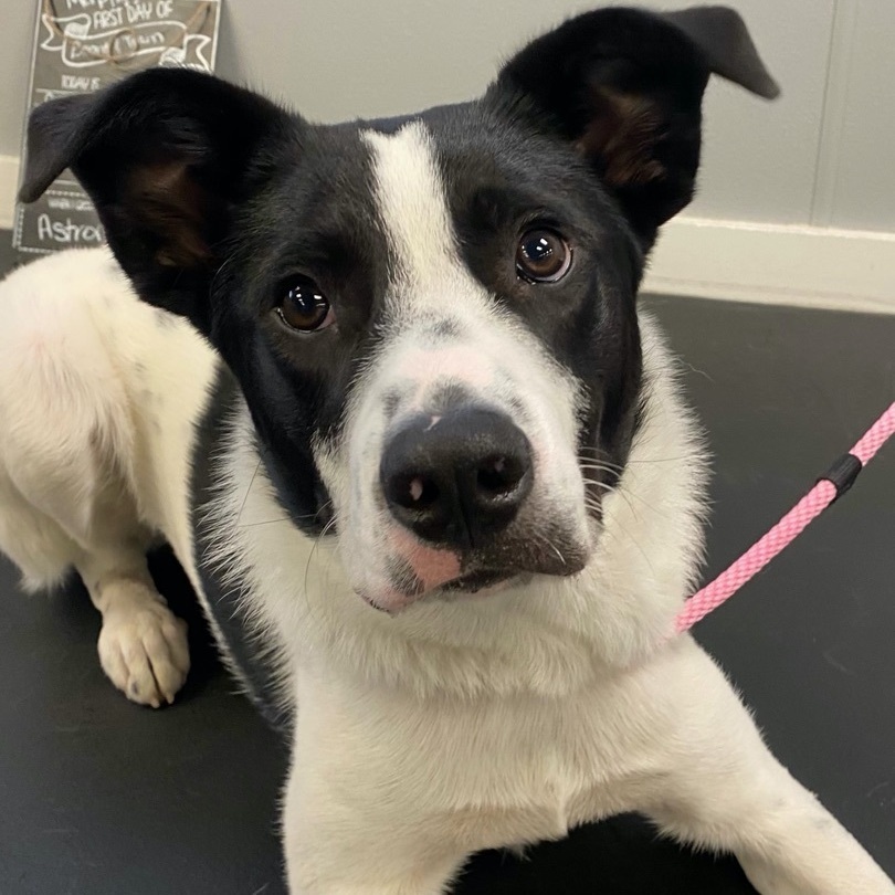 Murphy, Adoptable, Young Male Great Pyrenees & Border Collie.
