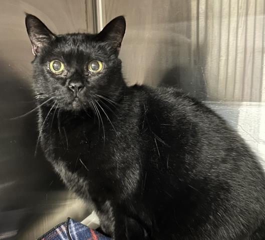 Enlarge ALLEY, a Adoptable Domestic Short Hair in Pensacola, FL image 1/1