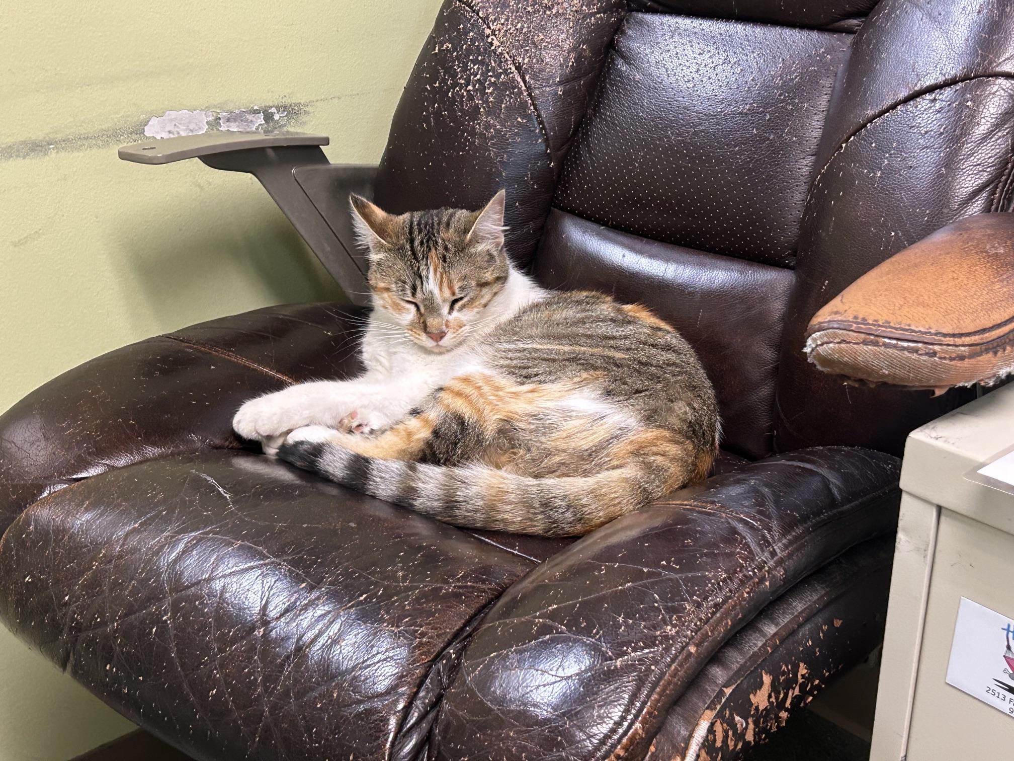 Enlarge Lucy, an adopted Domestic Short Hair in Homer, AK image 3/3