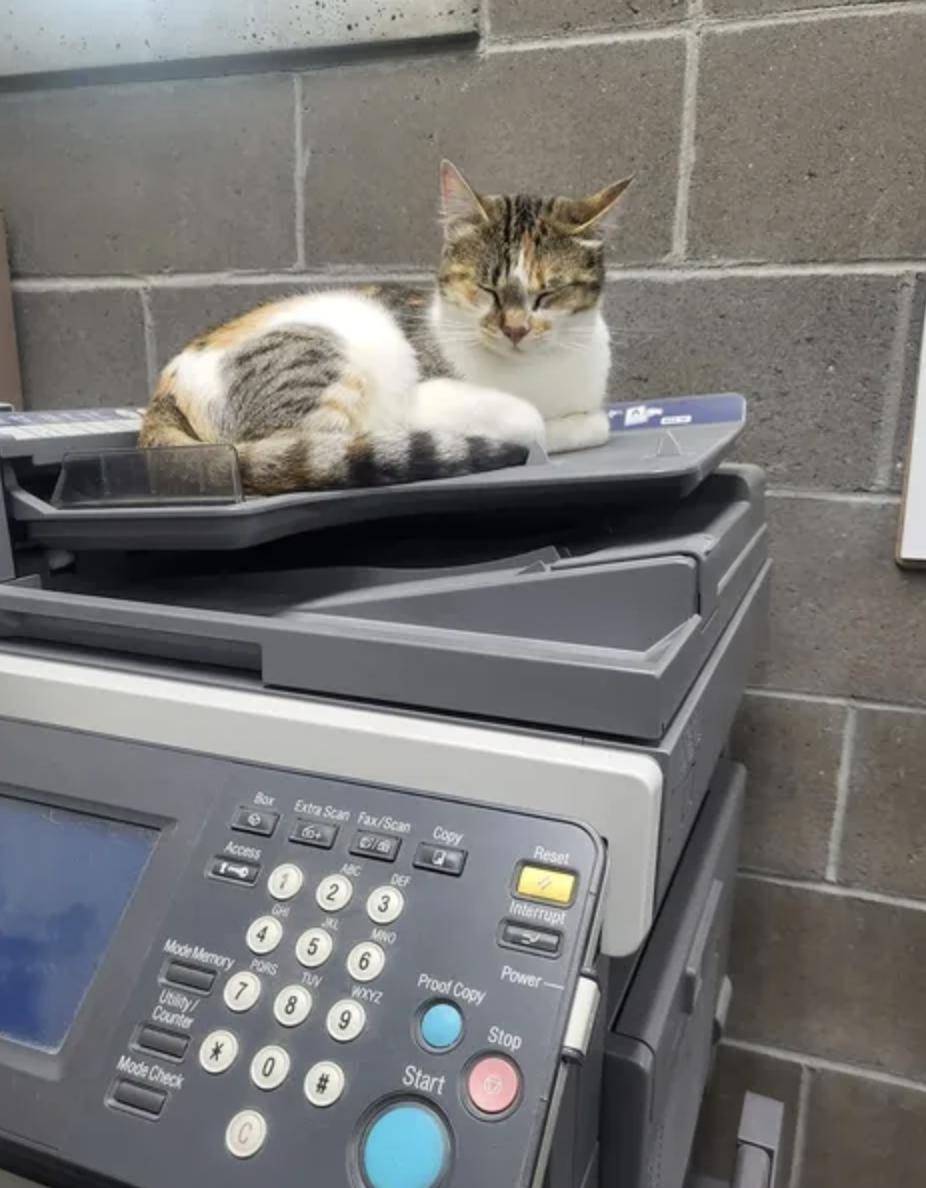 Enlarge Lucy, an adopted Domestic Short Hair in Homer, AK image 1/3