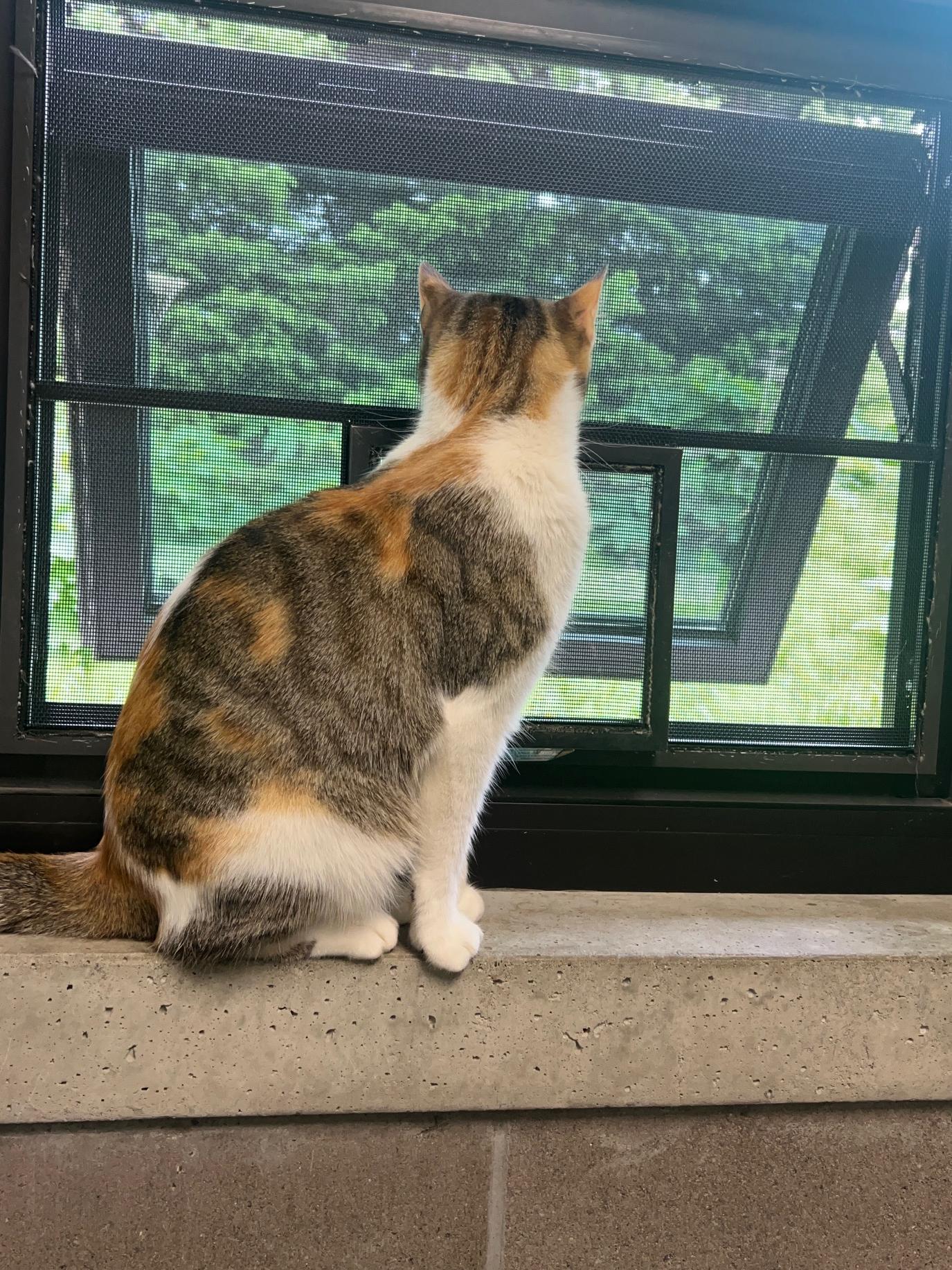 Enlarge Lucy, an adopted Domestic Short Hair in Homer, AK image 2/3