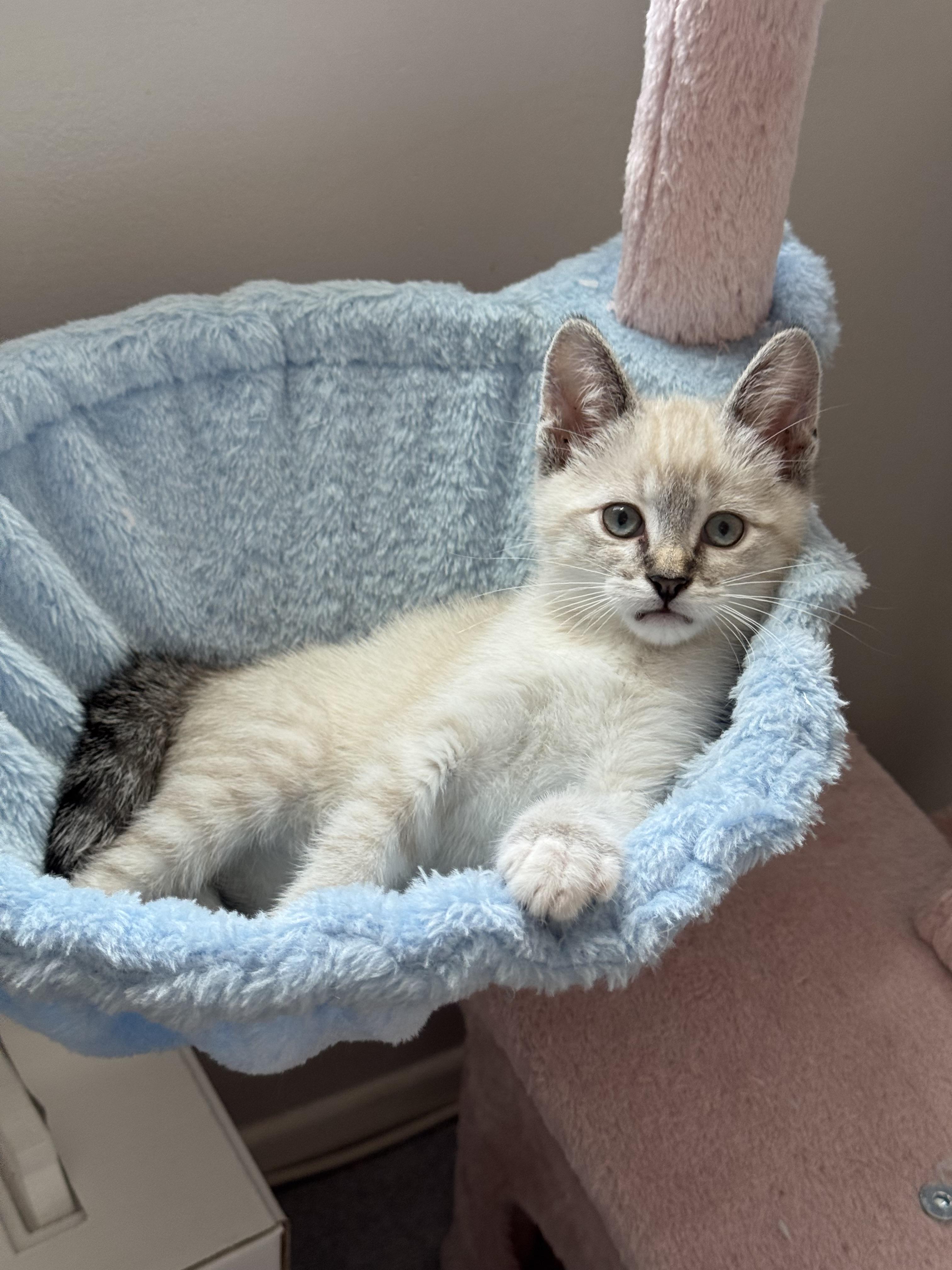 Billy Bob, adopted, Young Male Siamese.