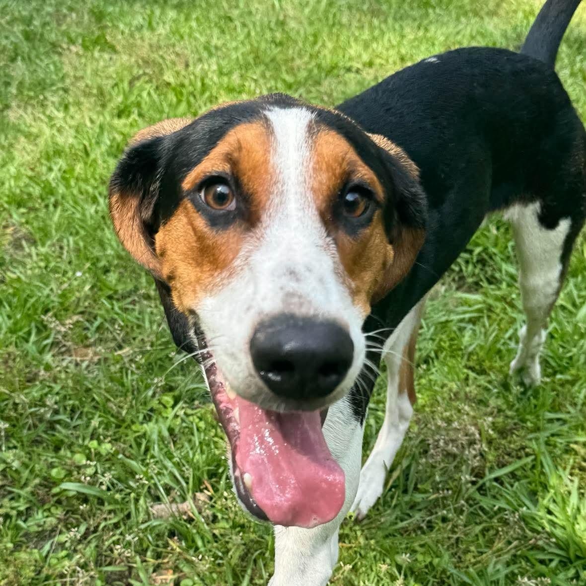Enlarge Cotton, a ADOPTABLE Treeing Walker Coonhound in Wando, SC image 6/6