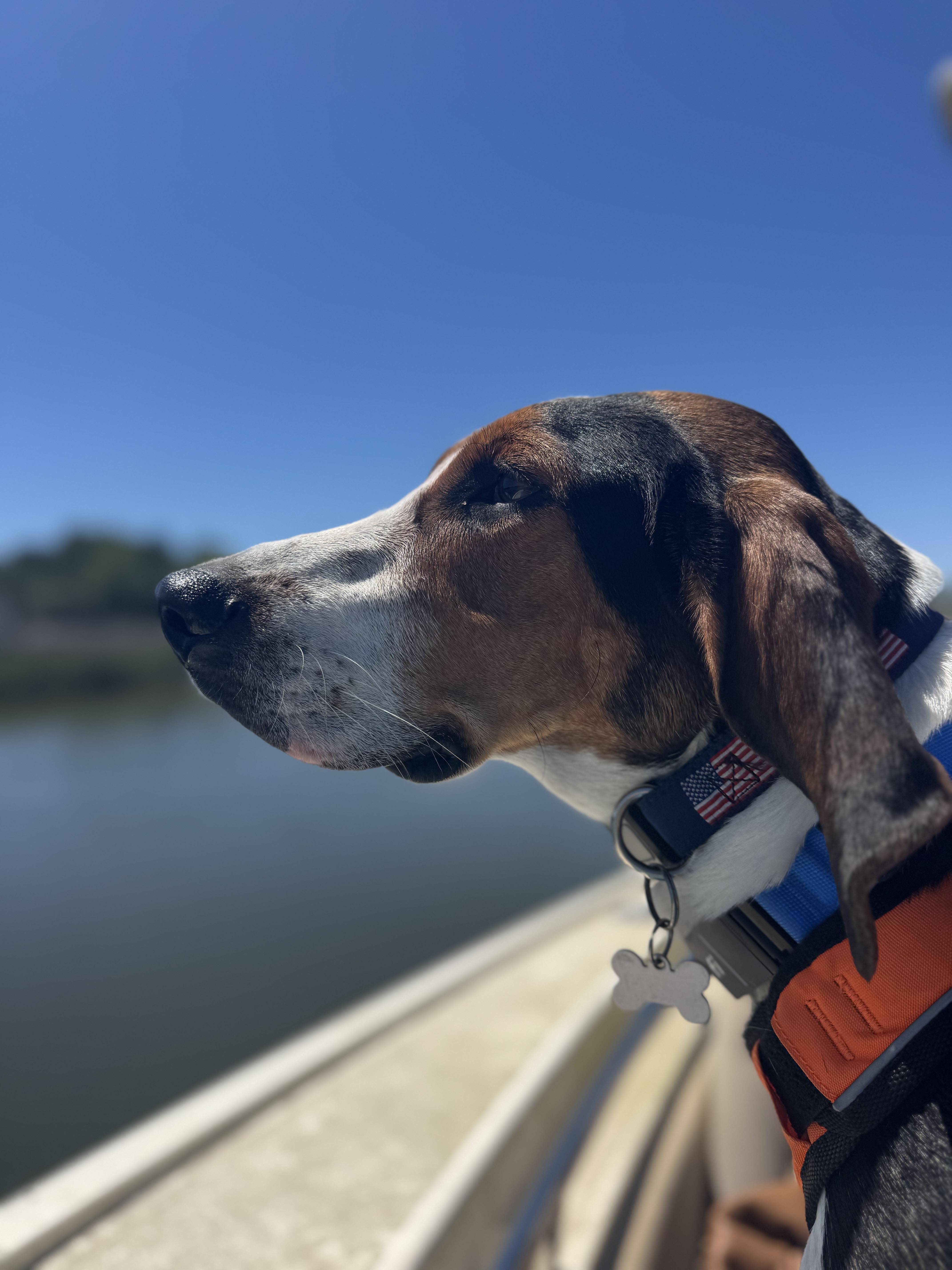 Enlarge Cotton, a ADOPTABLE Treeing Walker Coonhound in Wando, SC image 2/6