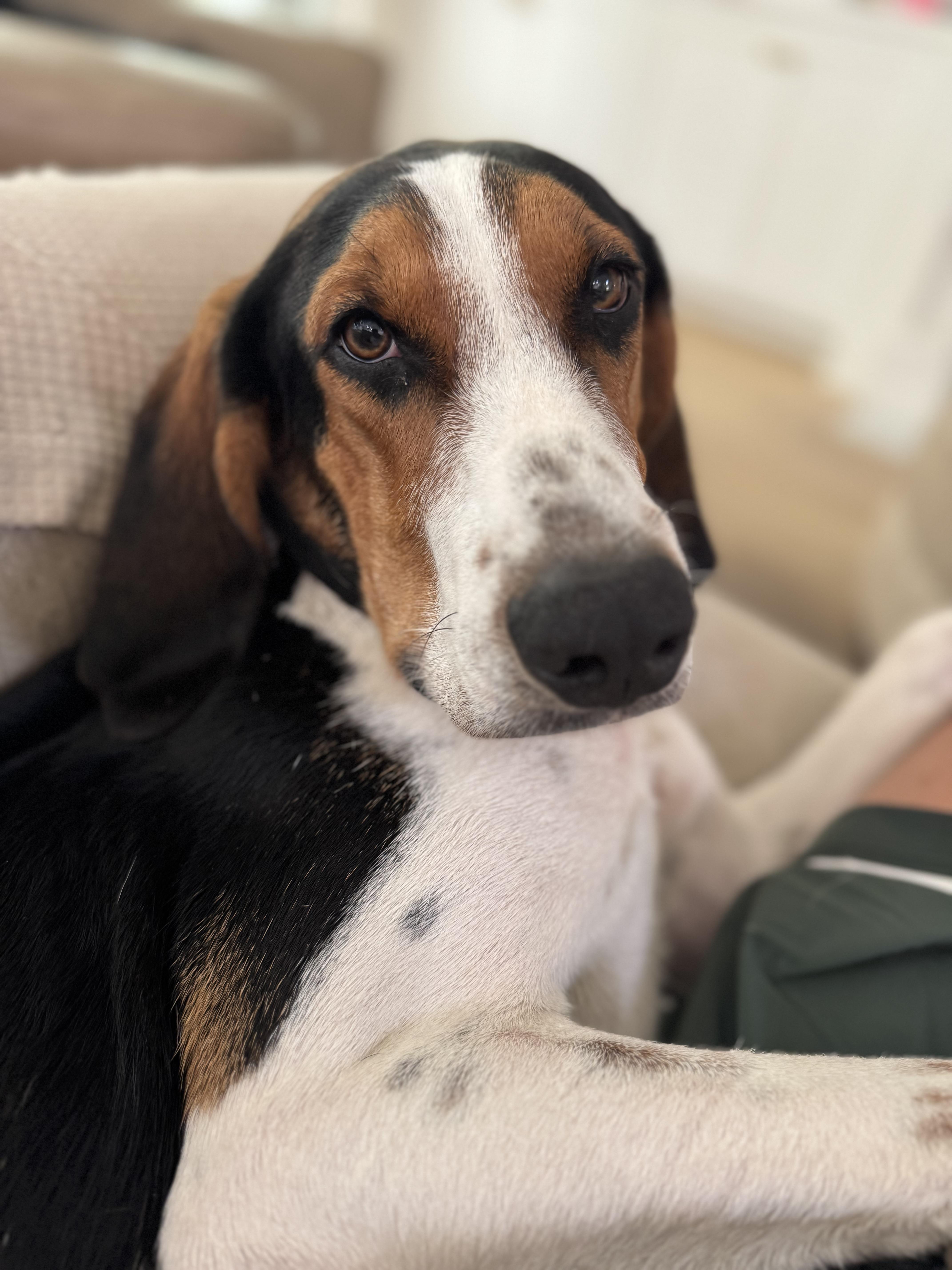 Enlarge Cotton, a ADOPTABLE Treeing Walker Coonhound in Wando, SC image 3/6