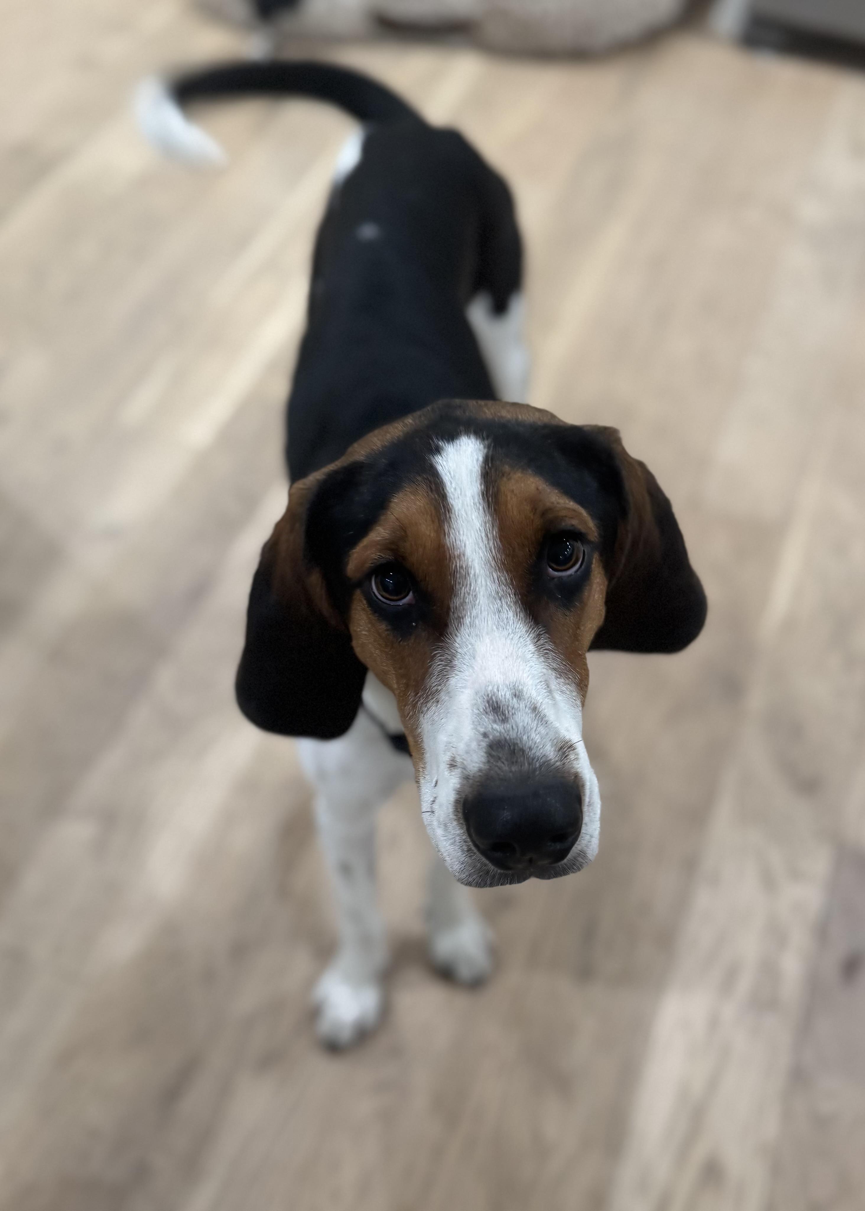 Enlarge Cotton, a ADOPTABLE Treeing Walker Coonhound in Wando, SC image 5/6
