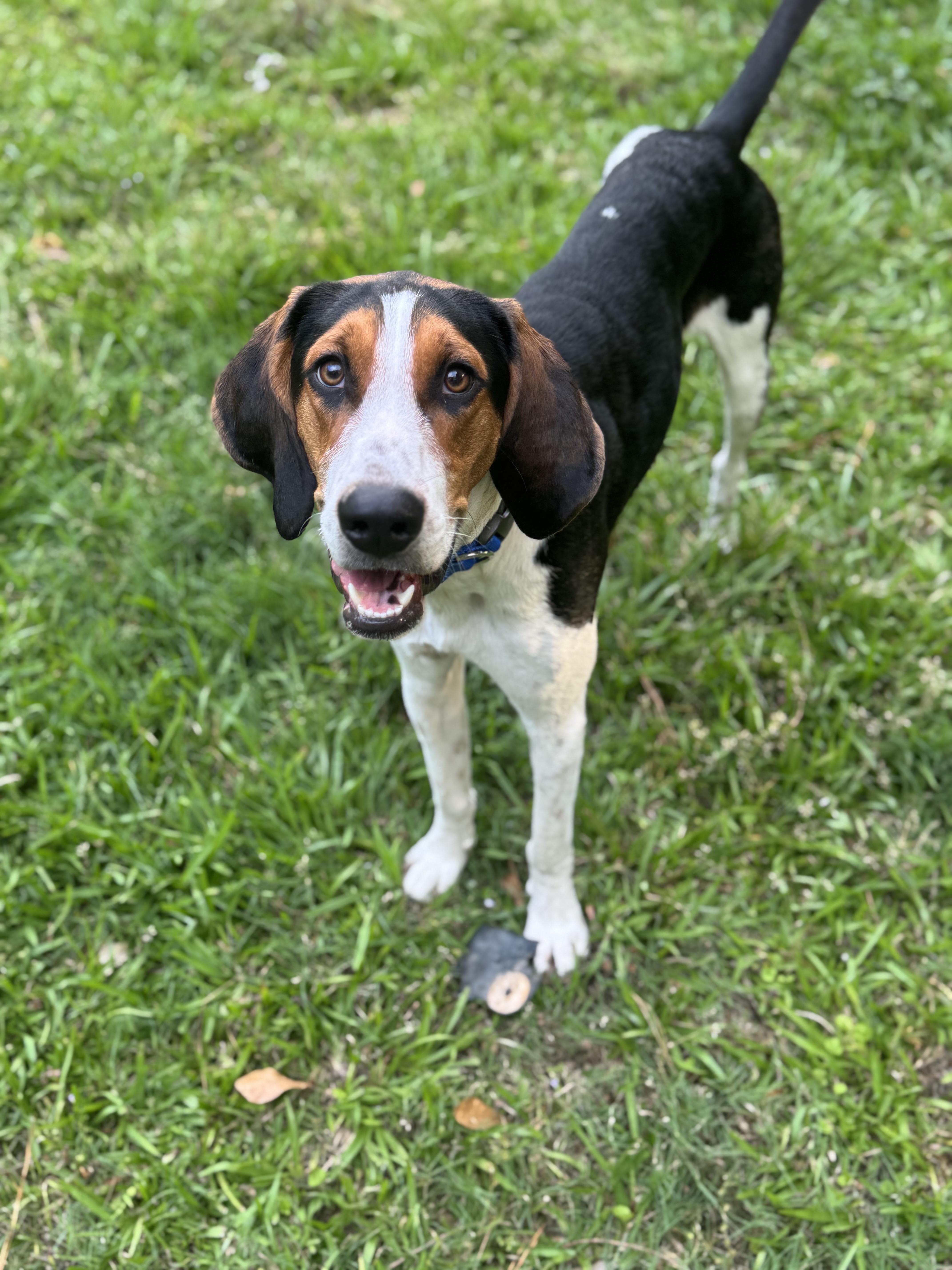 Enlarge Cotton, a ADOPTABLE Treeing Walker Coonhound in Wando, SC image 4/6