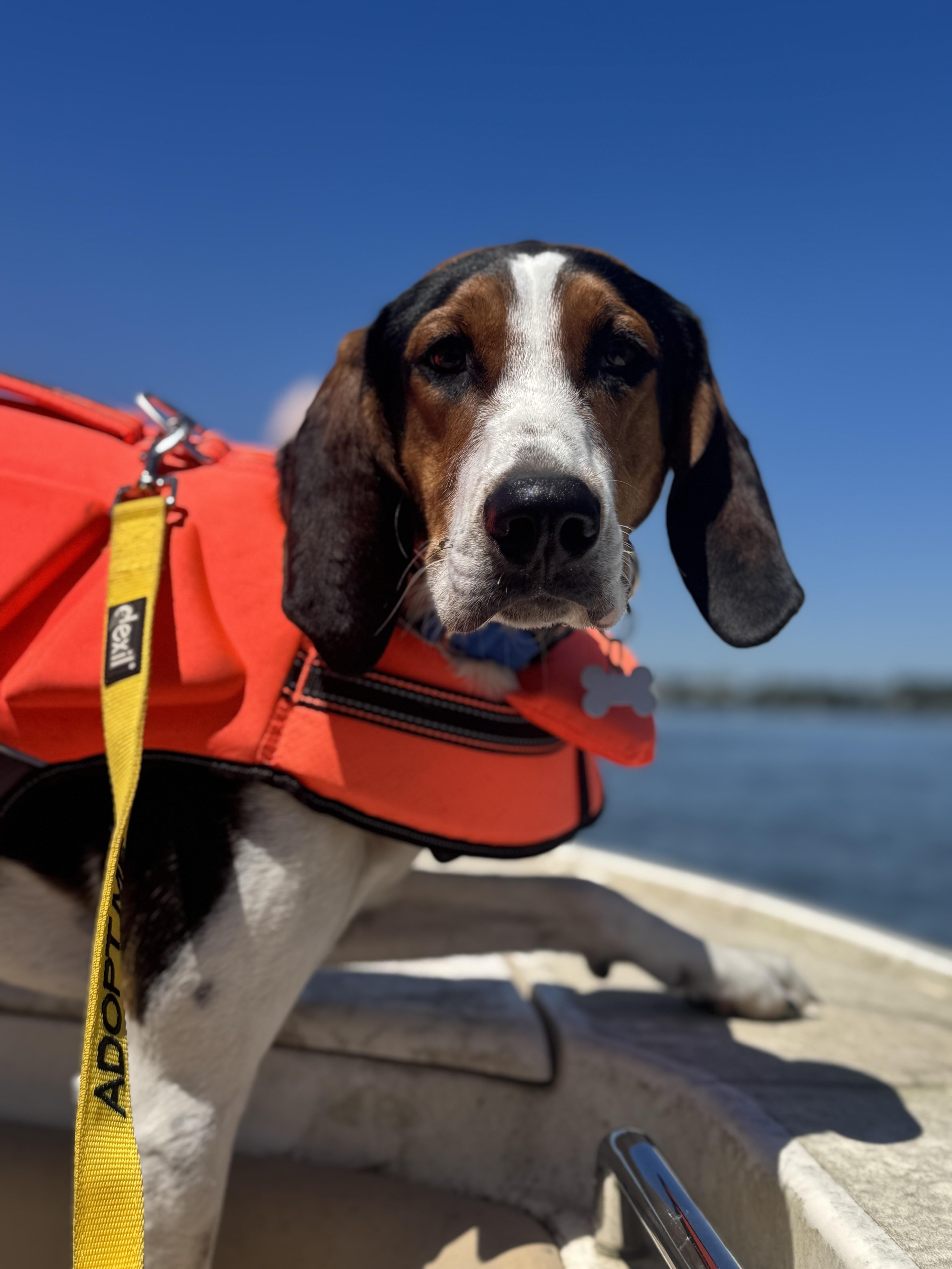 Cotton, ADOPTABLE, Young Male Treeing Walker Coonhound.