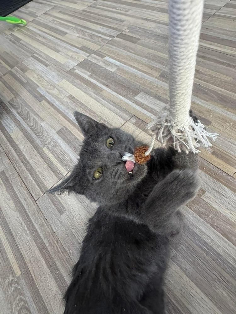 **Cat Cafe** Patty, Adoptable, Young Female Domestic Short Hair.