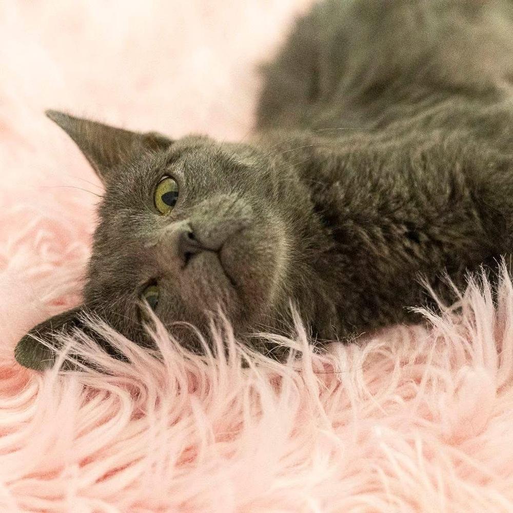 Enlarge **Cat Cafe** Patty, a Adoptable Domestic Short Hair in Topeka, KS image 3/3
