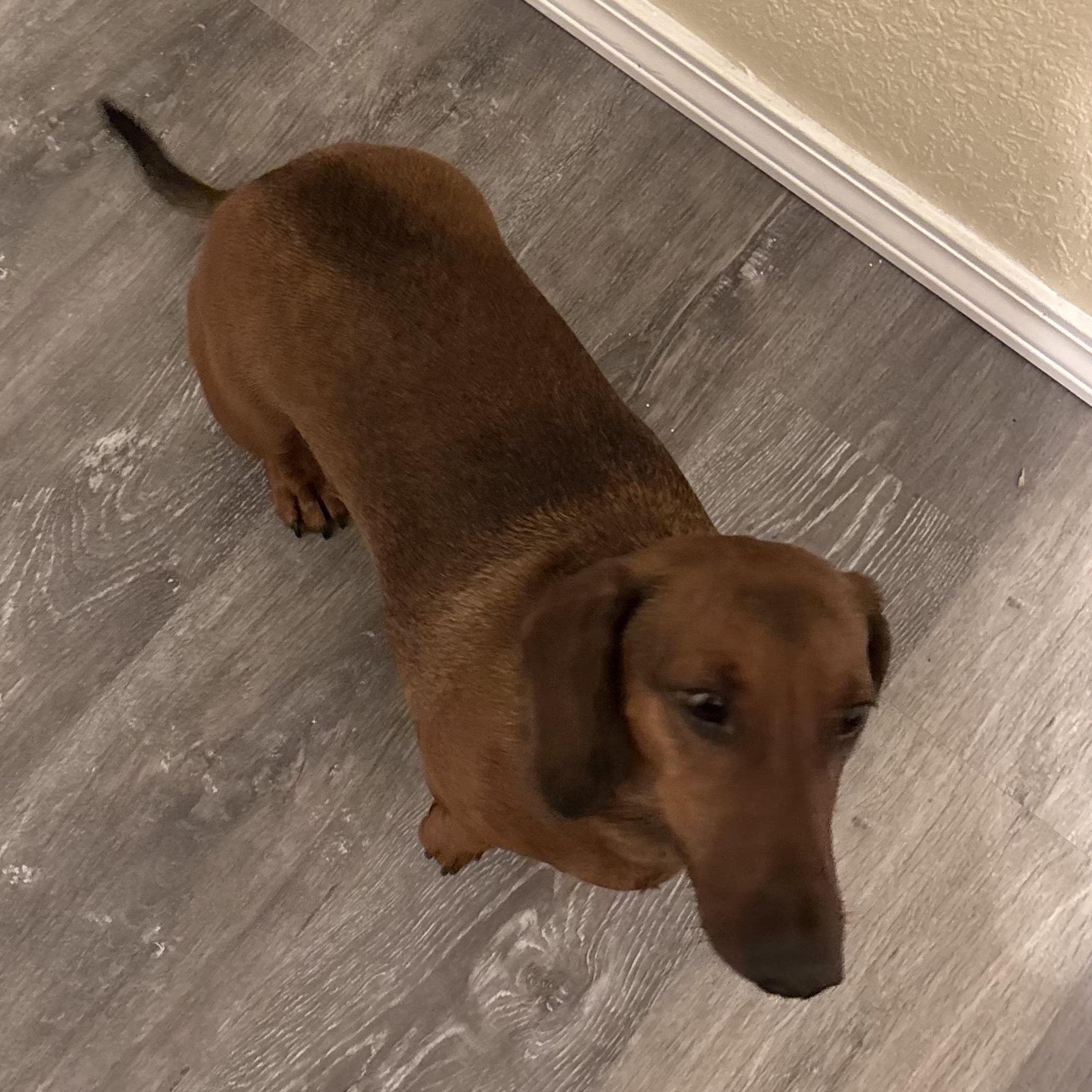 Enlarge Dutch, an adopted Dachshund in Omaha, NE image 2/2