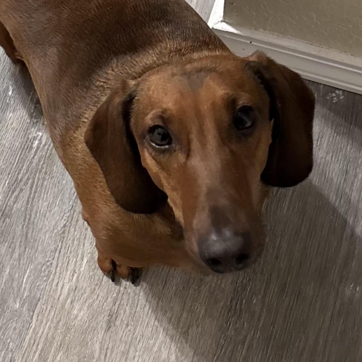 Enlarge Dutch, an adopted Dachshund in Omaha, NE image 1/2